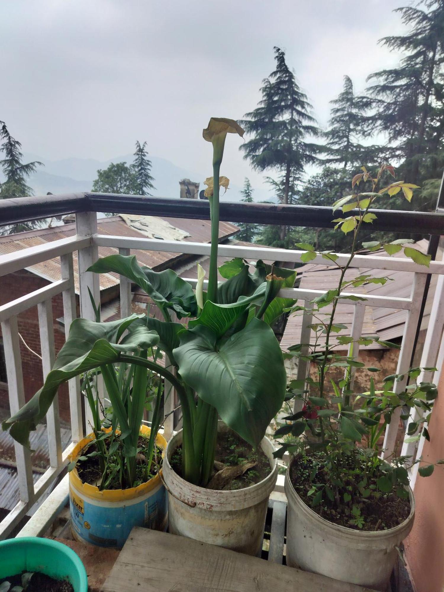 Tree Valley Homestay 차일 외부 사진